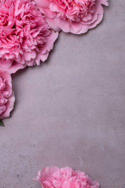 güzel taze peonies ahşap yüzey üzerinde. Gri arka plan üzerinde pembe peonies çarpıcı. Kopya alanı