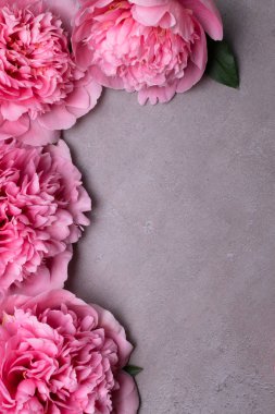 güzel taze peonies ahşap yüzey üzerinde. Gri arka plan üzerinde pembe peonies çarpıcı. Kopya alanı