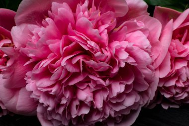 Güzel çiçekler, peonies. Buket pembe şakayık arka plan. Pembe çiçek makro arka plan.