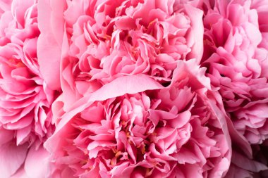 Güzel çiçekler, peonies. Buket pembe şakayık arka plan. Pembe çiçek makro arka plan.