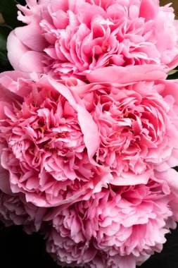 Güzel çiçekler, peonies. Buket pembe şakayık arka plan. Pembe çiçek makro arka plan.