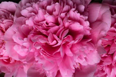 Güzel çiçekler, peonies. Buket pembe şakayık arka plan. Pembe çiçek makro arka plan.