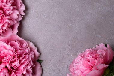 güzel taze peonies ahşap yüzey üzerinde. Gri arka plan üzerinde pembe peonies çarpıcı. Kopya alanı