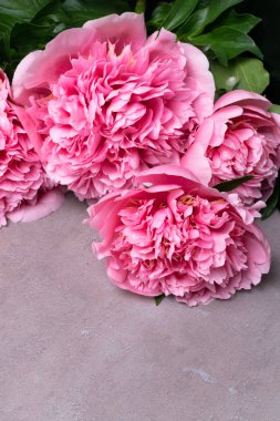 güzel taze peonies ahşap yüzey üzerinde. Gri arka plan üzerinde pembe peonies çarpıcı. Kopya alanı