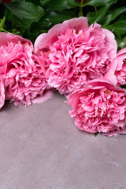güzel taze peonies ahşap yüzey üzerinde. Gri arka plan üzerinde pembe peonies çarpıcı. Kopya alanı