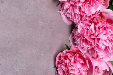 güzel taze peonies ahşap yüzey üzerinde. Gri arka plan üzerinde pembe peonies çarpıcı. Kopya alanı