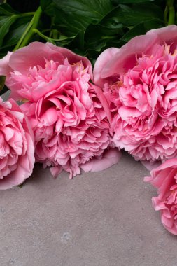 güzel taze peonies ahşap yüzey üzerinde. Gri arka plan üzerinde pembe peonies çarpıcı. Kopya alanı