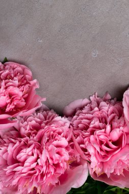 güzel taze peonies ahşap yüzey üzerinde. Gri arka plan üzerinde pembe peonies çarpıcı. Kopya alanı