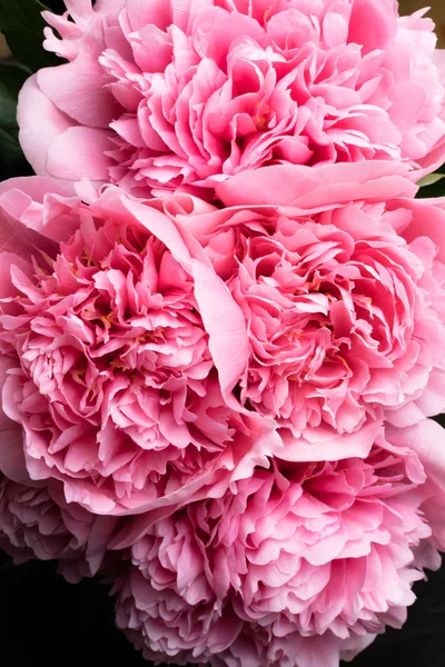 Belles Fleurs Des Pivoines Bouquet Fond Pivoine Rose Fond Macro — Photo