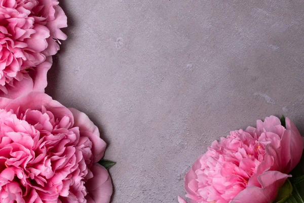 güzel taze peonies ahşap yüzey üzerinde. Gri arka plan üzerinde pembe peonies çarpıcı. Kopya alanı