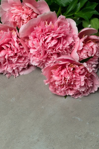 güzel taze peonies ahşap yüzey üzerinde. Gri arka plan üzerinde pembe peonies çarpıcı. Kopya alanı