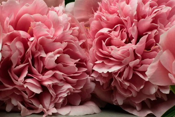 Hermosas Flores Peonías Ramo Fondo Peonía Rosa Fondo Macro Floral —  Fotos de Stock