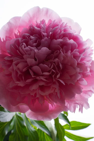 Красивый Романтический Розовый Пион Фон — стоковое фото