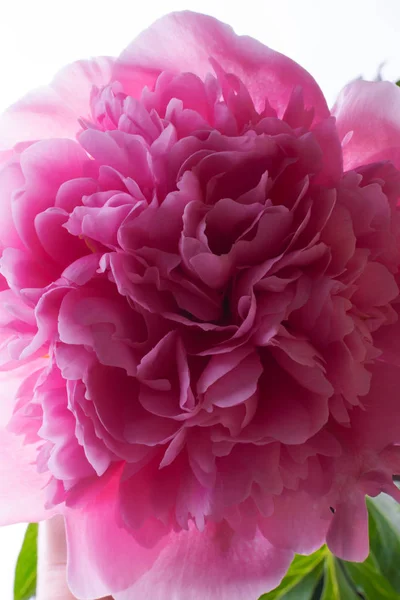 Piękny Romantyczny Różowa Piwonia Tło — Zdjęcie stockowe