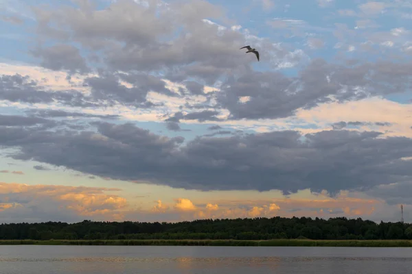 Malowniczy Las Błękitne Niebo Rzeki Latający Ptak — Zdjęcie stockowe