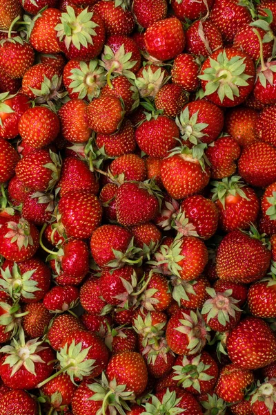 Strawberry. Fresh organic berries macro. Fruit background. Health food