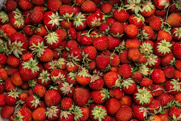 Erdbeere Frische Bio Beeren Makro Frucht Hintergrund Gesunde Ernährung — Stockfoto