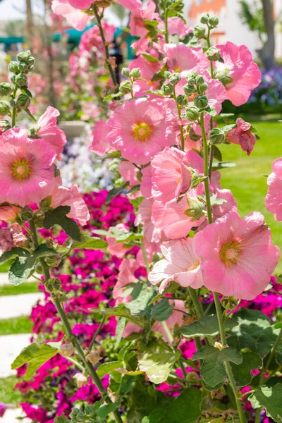 Schöne Rosa Gladiolen Petunienblüte Isoliert Sonnigem Tag Blauer Himmel Grünes — Stockfoto