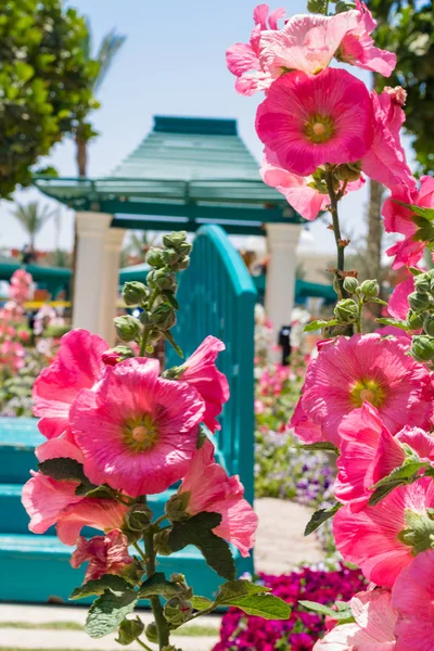 Wooden Blue Bridge Color Flower Garden Trees Concrete Track — Free Stock Photo