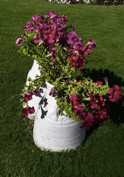 Zwei Weiße Töpfe Mit Schönen Rosa Petunienblüten Und Grünem Gras — Stockfoto