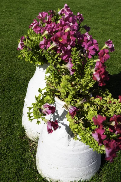 Zwei Weiße Töpfe Mit Schönen Rosa Petunienblüten Und Grünem Gras — Stockfoto