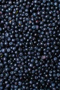 taze yabanmersini ormandan aldım, arka plan berry