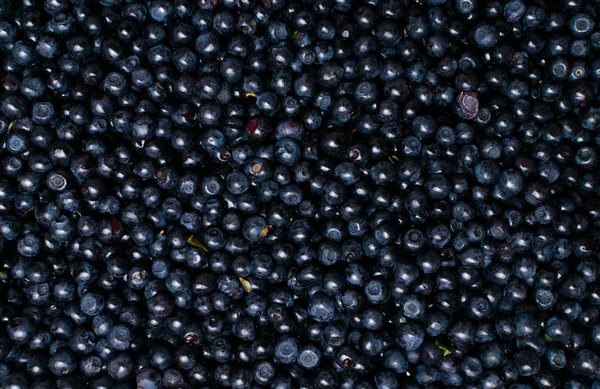 freshly picked blueberry from forest, berry background