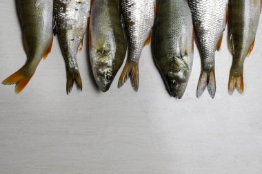 Balık Nehri roach ve kırmızı çipura beyaz arka plan üzerinde Scardinius erythrophthalmus izole 