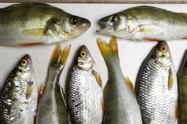 Balık Nehri roach, çipura beyaz arka plan üzerinde Scardinius erythrophthalmus izole. 