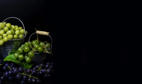 Metal Bucket Freshly Picked Grapes Harvest Grape Resveratrol Free Space — Stock Photo, Image