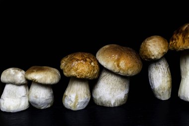 Autumn Cep Mantarları. Boletus Edulis 'i Tahta Karanlık Arkaplan' ın üzerinde, ahşap kırsal masaya yakın tutuyor. Lezzetli organik mantar pişiriyorum. Gurme yemekleri.