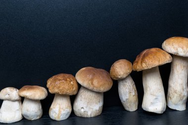Autumn Cep Mantarları. Boletus Edulis 'i Tahta Karanlık Arkaplan' ın üzerinde, ahşap kırsal masaya yakın tutuyor. Lezzetli organik mantar pişiriyorum. Gurme yemekleri.