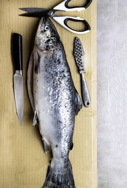 Large fresh salmon, knife and scissors. Preparation for cutting fish. Valuable commercial fish. Salmon is popular in diet and healthy nutrition, it has high protein content, Omega-3 and vitamin D, free space for text