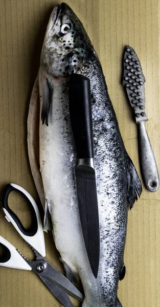 Large fresh salmon, knife and scissors. Preparation for cutting fish. Valuable commercial fish. Salmon is popular in diet and healthy nutrition, it has high protein content, Omega-3 and vitamin D, free space for text
