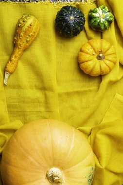 Olgun yeşil ve Turuncu kabak sarı düşen yapraklar, Şükran günü arasında sarı değişik kullanım amaclı kumaş üzerine yalan.