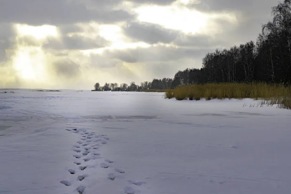 凍った湖や川 森の夕日 雪の上の足跡を足跡を追跡します — ストック写真