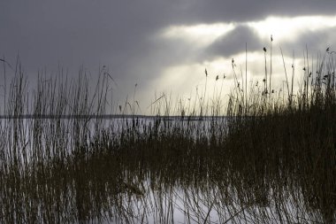 Kış manzarası ile karlı kış alan ve güneş kümesiyle donmuş göl günbatımı uzun otların, donmuş tesisleri