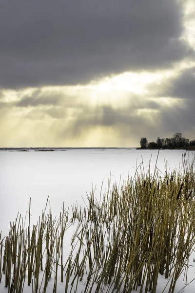 Winter Landscape Snowy Winter Field Frozen Plants Sunset Tall Grass — Stock Photo, Image