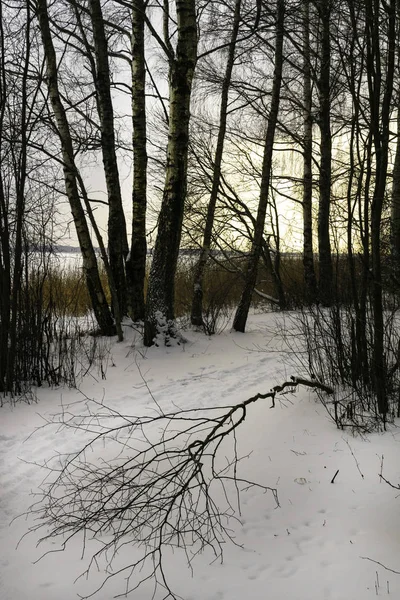 Die Winterlandschaft Mit Sonnenuntergang Birkenwald Die Sonne Scheint Durch Die — Stockfoto