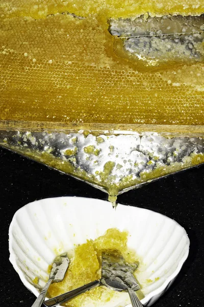 fresh honey in cells. honeycomb. Drops of honey flow down. copy space