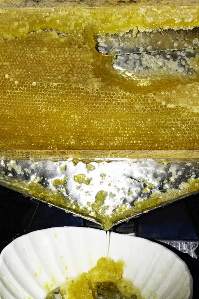 fresh honey in cells. honeycomb. Drops of honey flow down. copy space