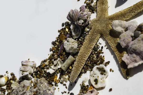 Морские Звезды Морские Раковины Песке Изолированы Белом Фоне Концепция Путешествия — стоковое фото