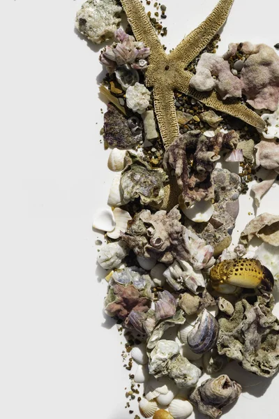 Kerang Cakar Kepiting Batu Karang Bintang Laut Latar Belakang Putih — Stok Foto