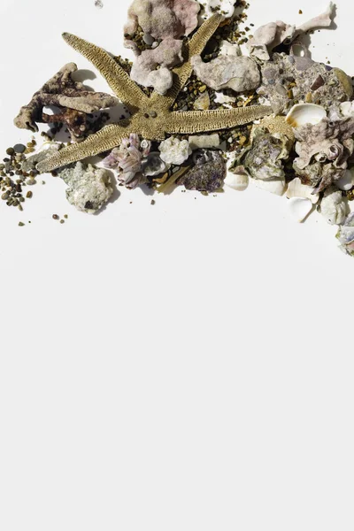 Scoici Mare Gheare Crab Pietre Corali Stele Mare Fundal Alb — Fotografie, imagine de stoc
