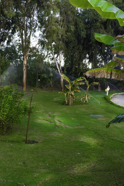 System Nawadniania Zraszacz Jest Podlewanie Trawnika Park Palm Drzew Krzewów — Zdjęcie stockowe
