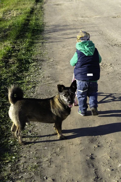 stock image little boy goes with toy stoller on the road, for him goes dog selective focus