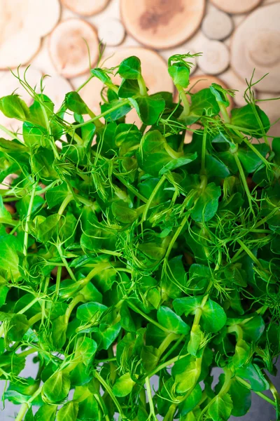 Jonge Micro Groenen Pea Een Houten Ondergrond Kopie Ruimte Gezondheid — Stockfoto