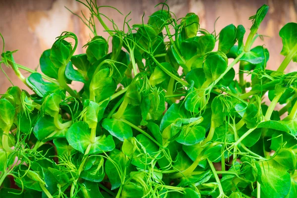 Ervilha Micro Verdes Jovem Fundo Madeira Espaço Cópia Conceito Alimentação — Fotografia de Stock