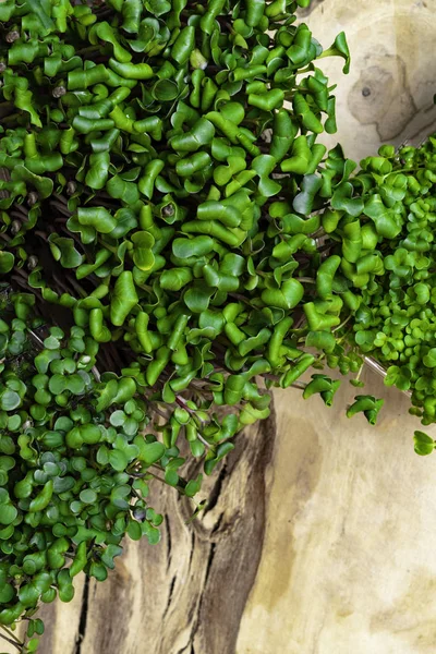 Micro Greens Sprouts Isolated Wooden Background Healthy Eating Fresh Organic — Stock Photo, Image