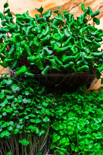 Μικροπράσινο Είναι Ένα Νέο Φυτικό Πράσινο Ένα Μικροπράσινο Βλαστάρια Πλαστικά — Φωτογραφία Αρχείου